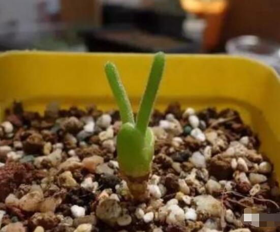 碧光環(huán)多肉有毒嗎，無毒/株型優(yōu)雅、美觀可愛