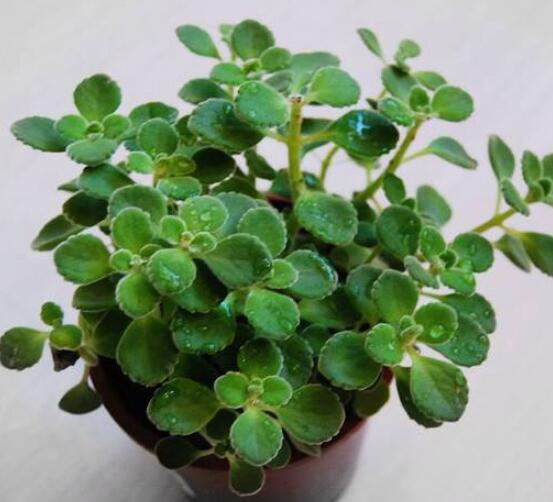 碰碰香的功效與作用，凈化空氣、消炎消腫，制作香精