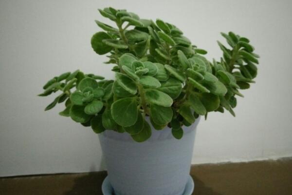 碰碰香夏季養(yǎng)殖方法，做好降溫措施并控制好肥水