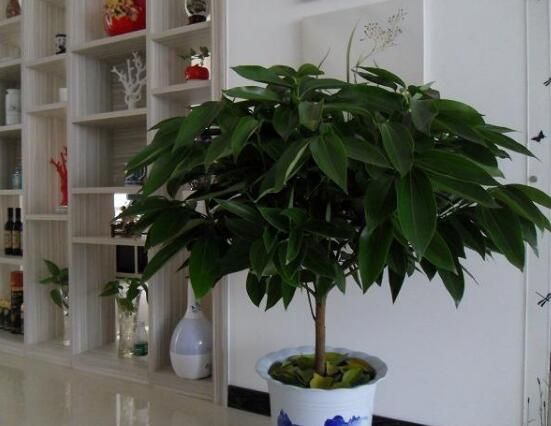 平安樹圖片大全，凈化空氣，矯正異味