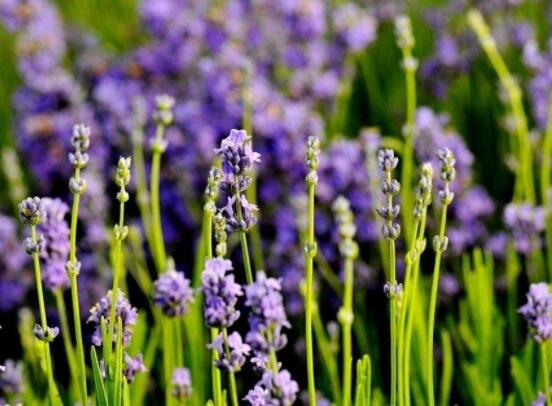 薰衣草有什么功效，舒緩修護(hù)、改善心肌、安撫神經(jīng)