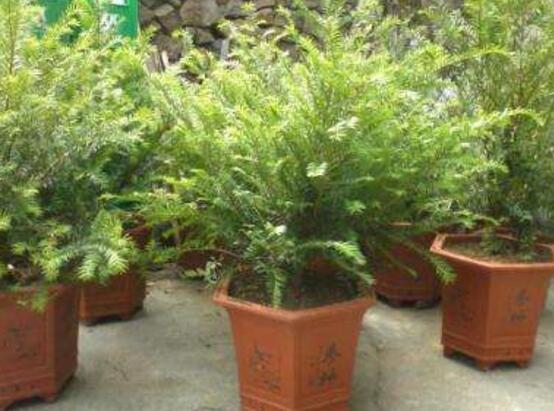 紅豆杉盆景冬天怎么養(yǎng)，教你五個好方法安然過冬