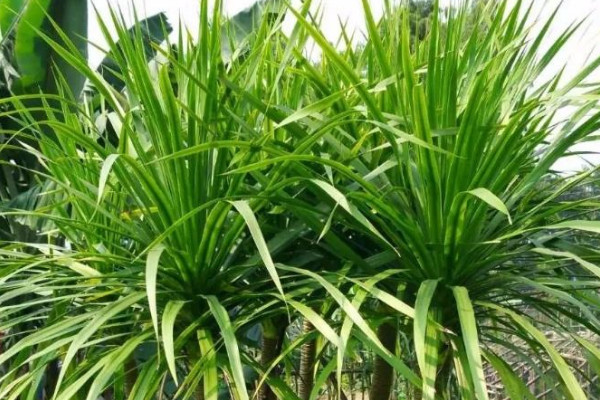 千年木和龍血樹(shù)區(qū)別