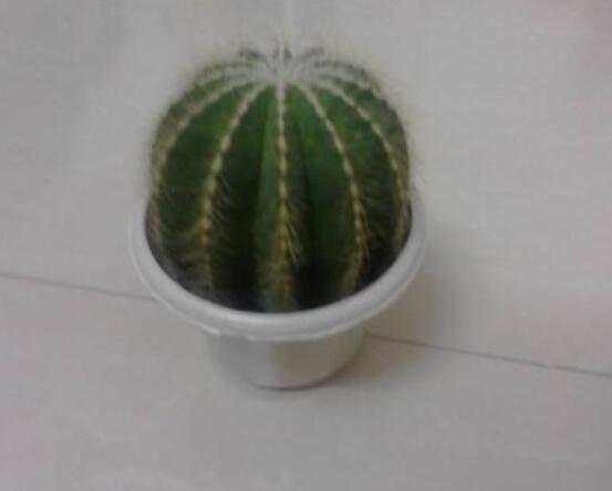 小仙人球澆水多少毫升，澆水的量一般以100-200毫升為準(zhǔn)