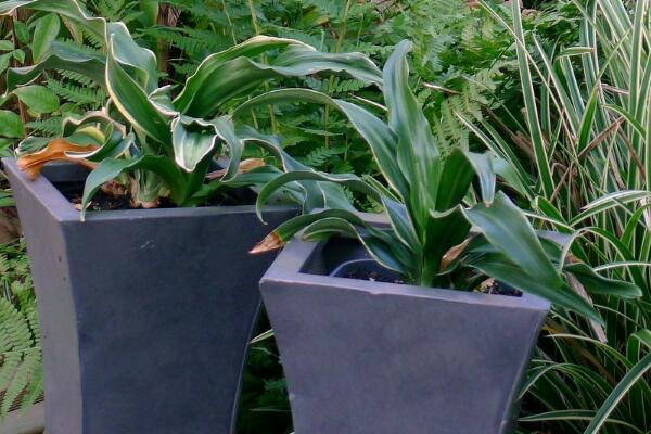 中華萬年青的養(yǎng)殖方法和注意事項：控制溫度合理施肥