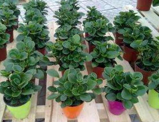 花卉小家碧玉怎么養(yǎng)，老農(nóng)總結八大基本方法