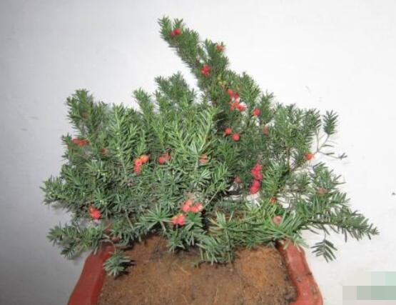 紅豆杉適合室內(nèi)養(yǎng)嗎，具有凈化空氣、延年益壽作用