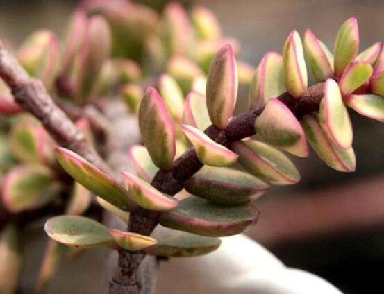 雅樂之舞怎么修剪，流枝修剪最為簡單(應(yīng)用廣泛)