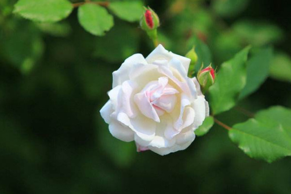 薔薇花冬天在室外會(huì)死嗎