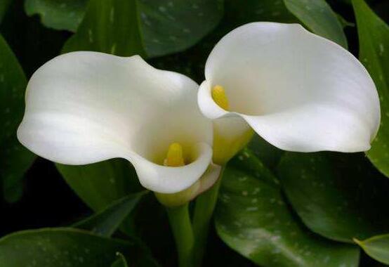 紅色馬蹄蓮花語，圣潔虔誠、永結(jié)同心、吉祥如意