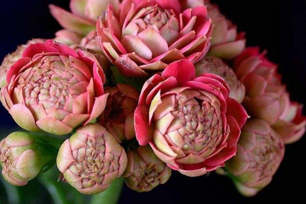 長壽花怎么摘心