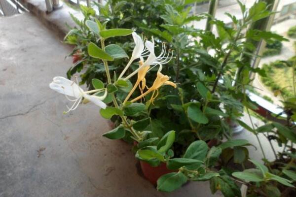 金銀花樹苗的種植方法，種后養(yǎng)護(hù)非常關(guān)鍵