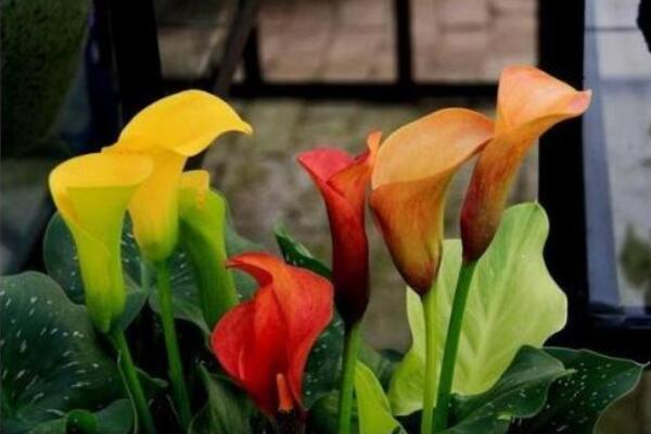 彩色馬蹄蓮怎么養(yǎng)，掌握以下要點(diǎn)新手也能養(yǎng)好馬蹄蓮