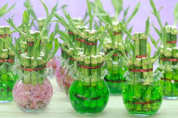 富貴竹怎么水養(yǎng)