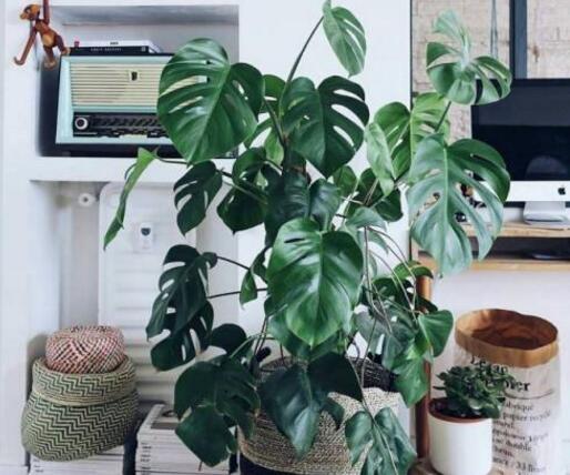 龜背竹多久澆一次水，不同的季節(jié)澆水的時(shí)間也不同