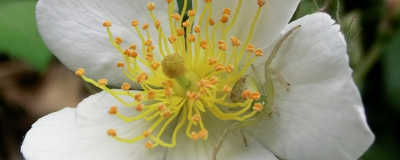 金櫻子花開于什么季節(jié)