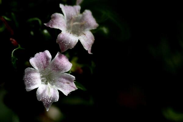 六月雪葉子干枯掉落，五種原因以及解決方法
