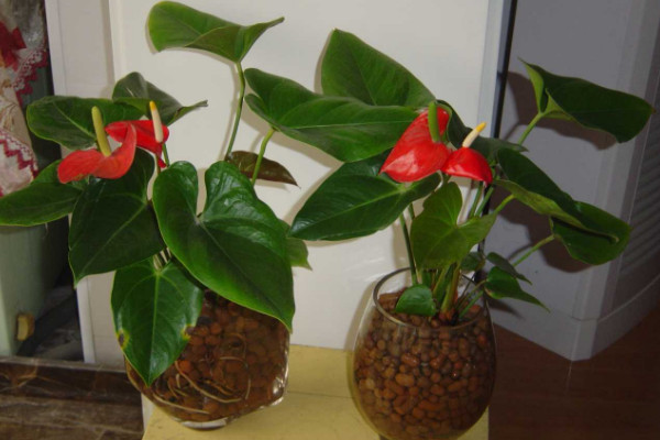 紅掌水培養(yǎng)殖方法，控制濕度是重中之重