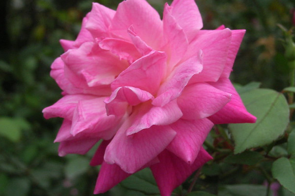 薔薇花秋天怎么養(yǎng)護(hù)