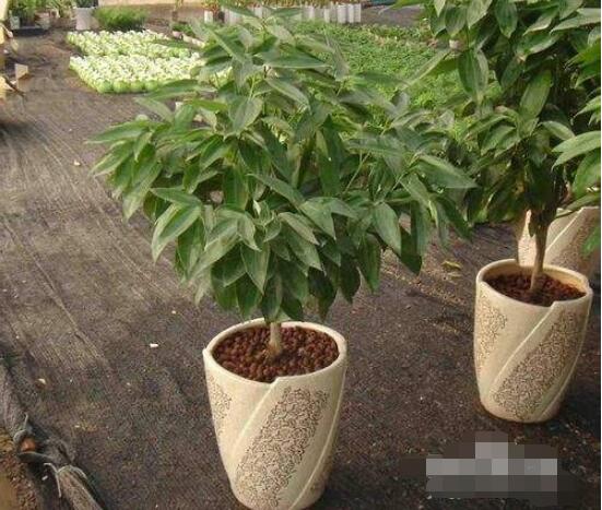 平安樹為什么不發(fā)新芽，三種原因以及解決方法