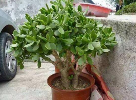 玉樹怎么養(yǎng)，玉樹的養(yǎng)殖方法和注意事項(xiàng)