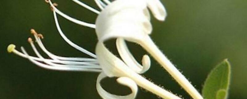 金銀花枯死是什么原因