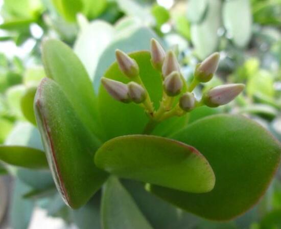 燕子掌掉葉子怎么辦，老農(nóng)教你三種最直觀解決方法