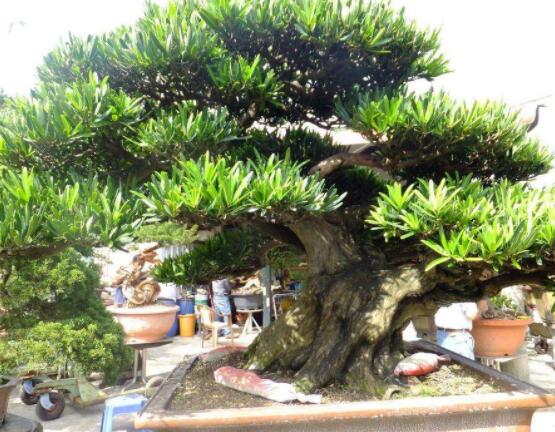 羅漢松修剪方法圖解，只需要三點步驟造型美觀茂盛