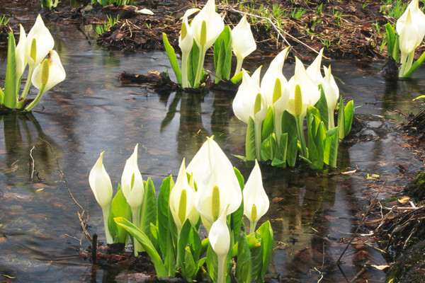 馬蹄蓮水培養(yǎng)護(hù)注意事項