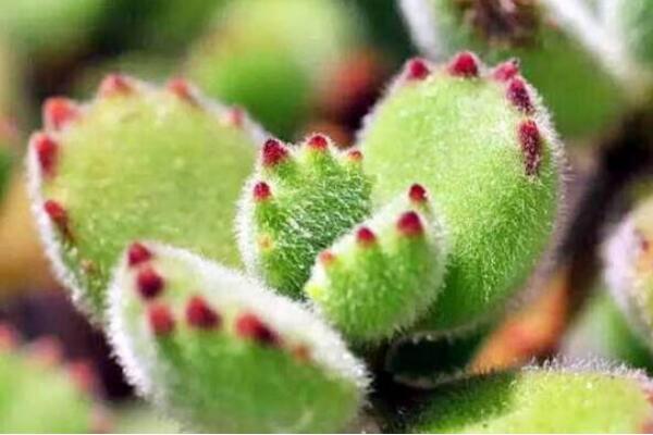 熊童子怎么繁殖，熊童子扦插繁殖方法