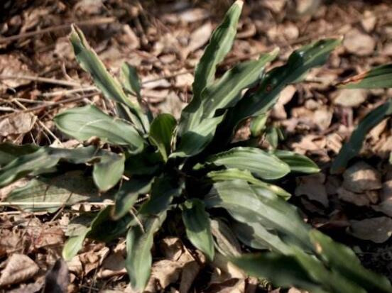 萬(wàn)年青種類(lèi)及圖片大全，盤(pán)點(diǎn)做好看的六大種類(lèi)