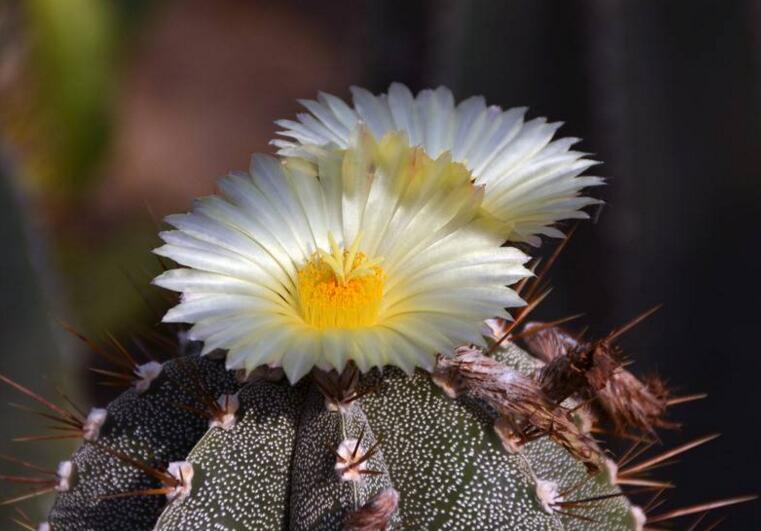 仙人掌幾年開次花，養(yǎng)護恰當?shù)脑捒梢悦磕觊_花