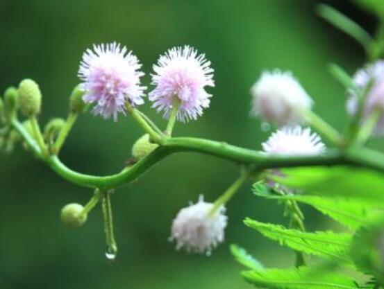 含羞草晚上會閉合嗎，會/屬于一種自然生長澎壓現象