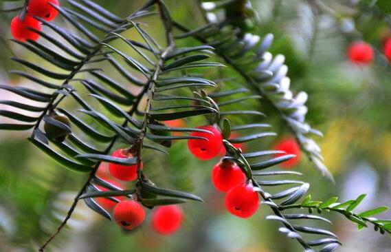 家里養(yǎng)紅豆杉樹好嗎，好/放在家中的這幾個方位上最好