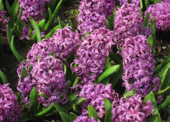 好看的風(fēng)信子圖片欣賞，姿色優(yōu)美，色彩艷麗