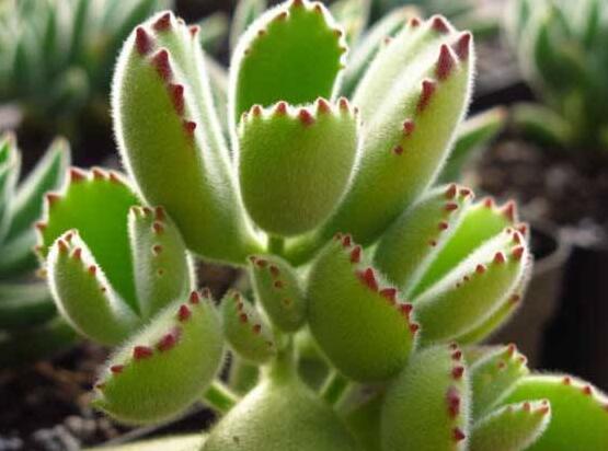 熊童子掉葉子怎么回事，三種原因以及解決方法