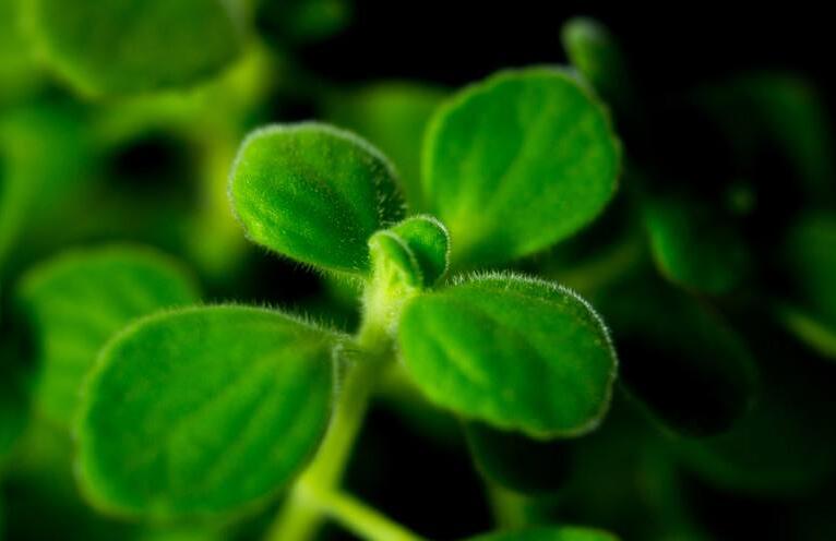 碰碰香能在臥室放嗎，不光可以放/還能制作飲品