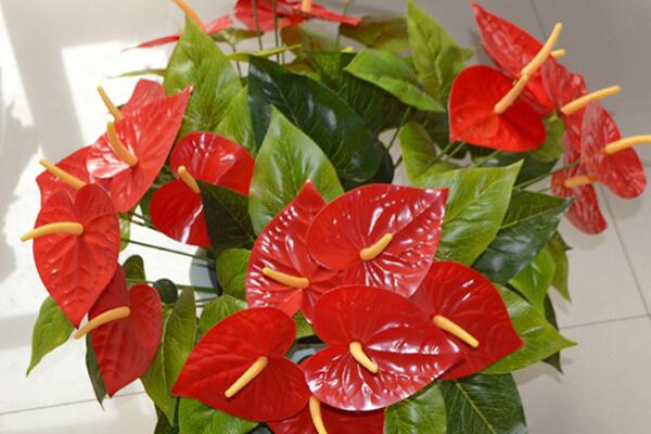 紅掌葉子不紅什么原因，以下5個原因都會導(dǎo)致紅掌不紅