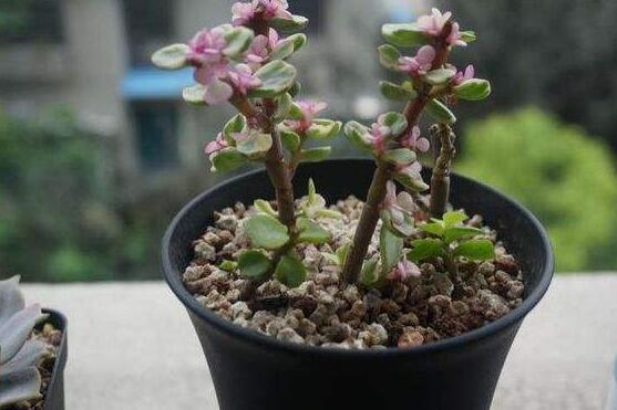 雅樂之舞冬天怎么養(yǎng)，只需要做好四點(diǎn)基本步驟