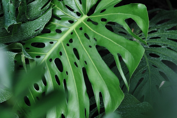 滴水觀音與龜背竹的區(qū)別