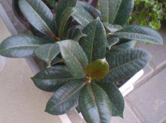 橡皮樹葉子下垂怎么辦，四種原因以及解決辦法