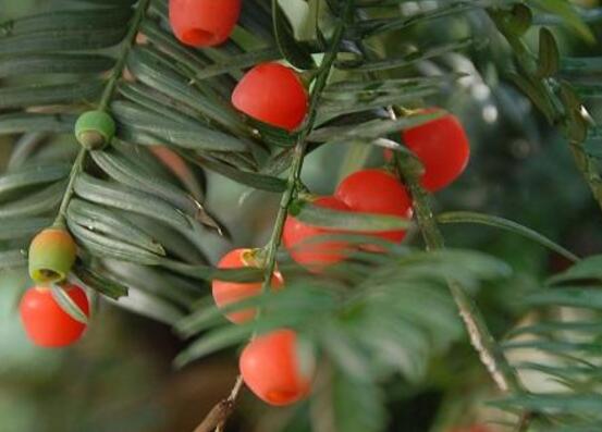 紅豆杉的養(yǎng)殖方法和注意事項，七大基本方法養(yǎng)殖郁郁蔥蔥