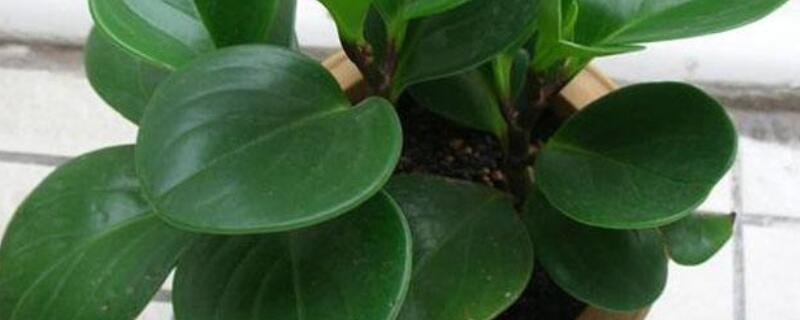 碧玉花長(zhǎng)高了怎么回事