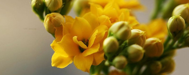 長(zhǎng)壽花短日照怎么處理