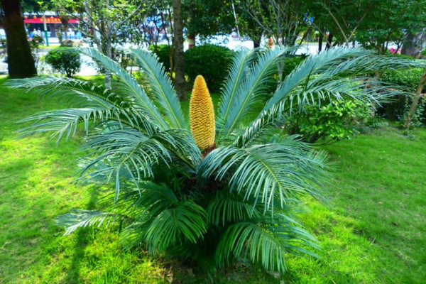 鐵樹施什么肥最好，施一些稀薄的復(fù)合液肥即可