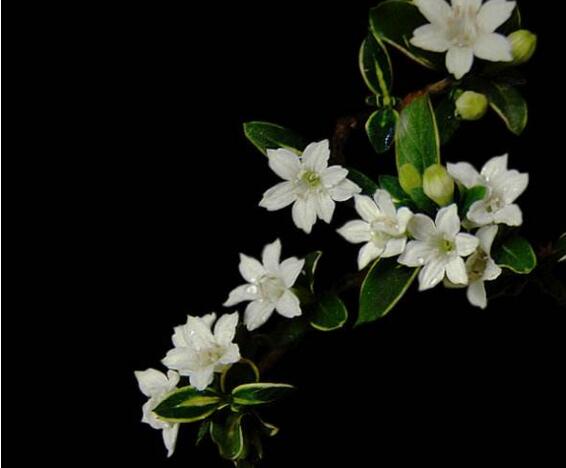 六月雪樹葉發(fā)黑怎么辦，找清原因及時救治（三種原因及解決方法）