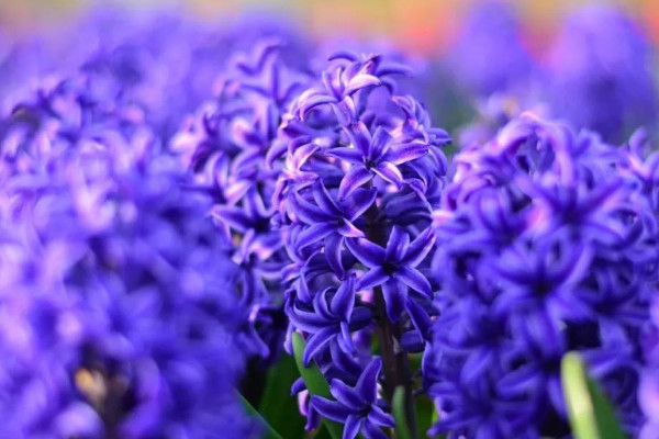 風(fēng)信子什么時(shí)候種植