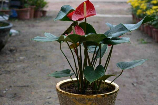 紅掌的花語是什么，代表了熱情、大展宏圖