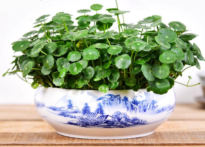 銅錢草怎么剪枝水培，剪成一根勤換水