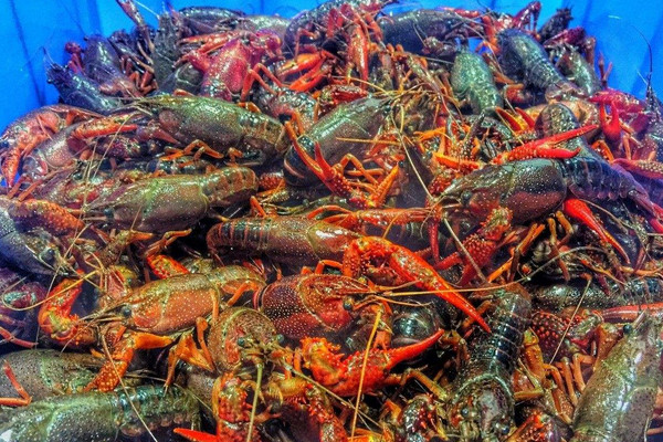 小龍蝦的繁殖期是什么時候